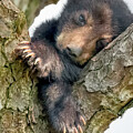 Bear Cub Resting in Tree