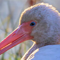 Ibis Smile #1182