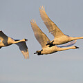Tundra Swans in Evening Light #3080