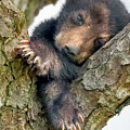 Little Bear Big Paws 4350