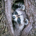 Raccoon Siblings #0492